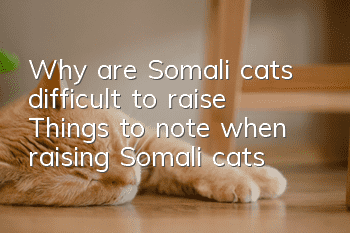 Why are Somali cats difficult to raise? Things to note when raising Somali cats!