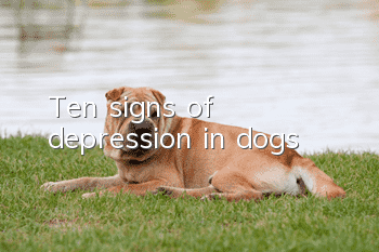 Ten signs of depression in dogs