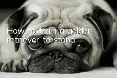 How to train a golden retriever to stand