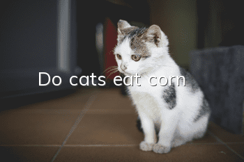 Do cats eat corn?