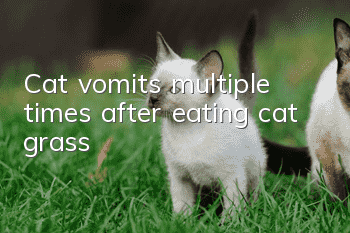 Cat vomits multiple times after eating cat grass