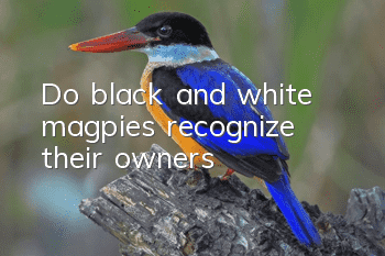 Do black and white magpies recognize their owners?