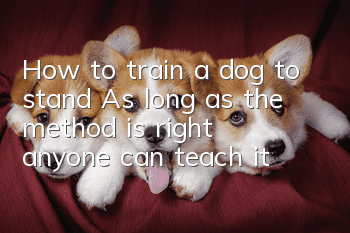 How to train a dog to stand? As long as the method is right, anyone can teach it!