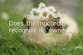 Does the macaroni recognize its owner?