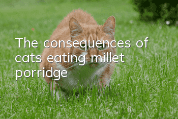 The consequences of cats eating millet porridge