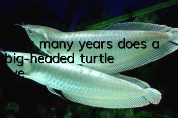 How many years does a big-headed turtle live?