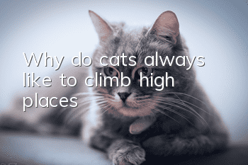 Why do cats always like to climb high places?