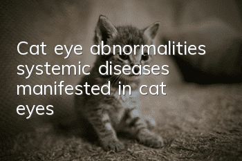 Cat eye abnormalities, systemic diseases manifested in cat eyes!