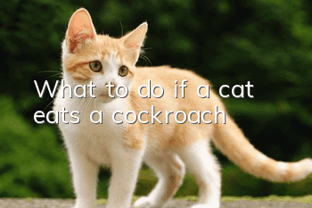 What to do if a cat eats a cockroach