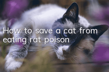 How to save a cat from eating rat poison