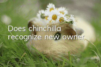 Does chinchilla recognize new owner?