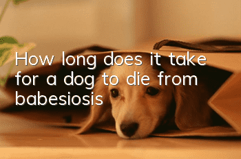 How long does it take for a dog to die from babesiosis?