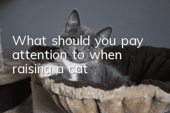 What should you pay attention to when raising a cat?