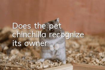 Does the pet chinchilla recognize its owner?