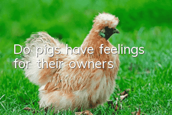 Do pigs have feelings for their owners?