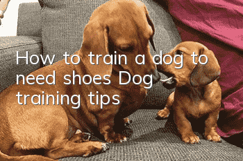 How to train a dog to need shoes? Dog training tips!