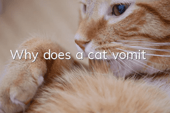 Why does a cat vomit?