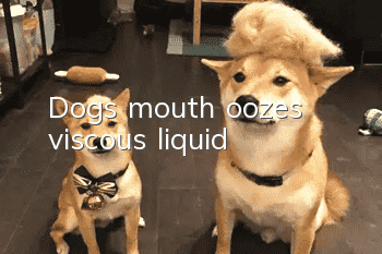 Dog's mouth oozes viscous liquid