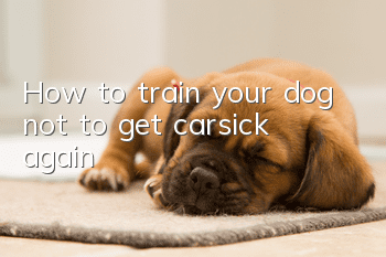 How to train your dog not to get carsick again