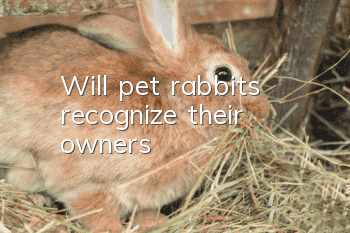 Will pet rabbits recognize their owners?