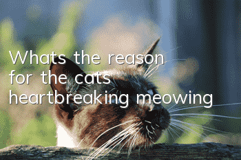 What’s the reason for the cat’s heartbreaking meowing?