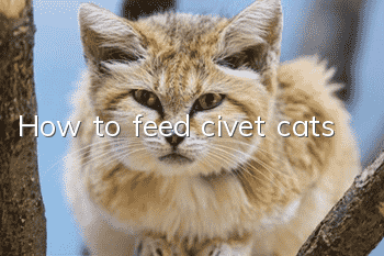 How to feed civet cats