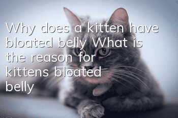 Why does a kitten have bloated belly? What is the reason for kitten’s bloated belly!