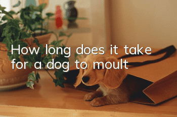 How long does it take for a dog to moult?