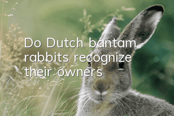 Do Dutch bantam rabbits recognize their owners?