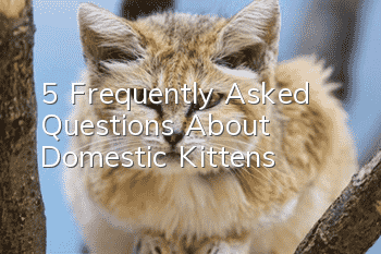 5 Frequently Asked Questions About Domestic Kittens