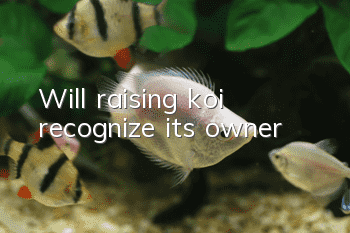 Will raising koi recognize its owner?