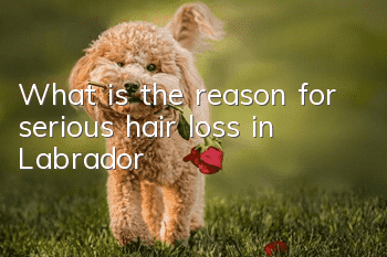 What is the reason for serious hair loss in Labrador?