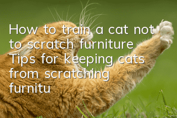 How to train a cat not to scratch furniture? Tips for keeping cats from scratching furniture!