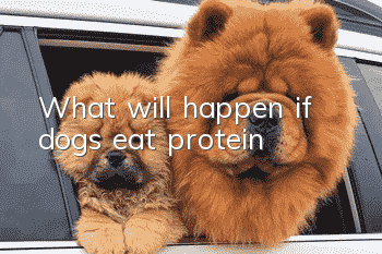 What will happen if dogs eat protein?