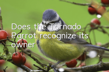 Does the Tornado Parrot recognize its owner?