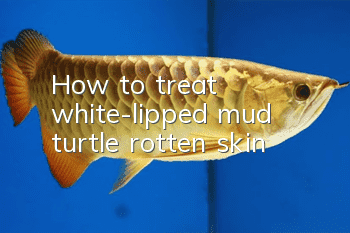 How to treat white-lipped mud turtle rotten skin