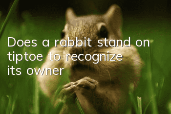 Does a rabbit stand on tiptoe to recognize its owner?