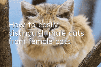 How to easily distinguish male cats from female cats?