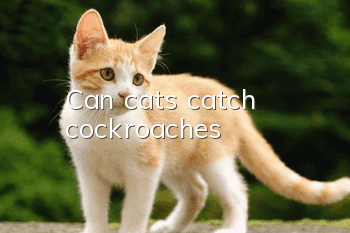 Can cats catch cockroaches?