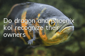 Do dragon and phoenix koi recognize their owners?