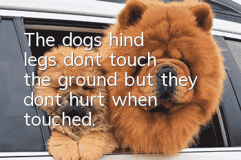 The dog's hind legs don't touch the ground, but they don't hurt when touched.