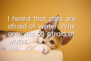 I heard that cats are afraid of water? Why are cats so afraid of water?