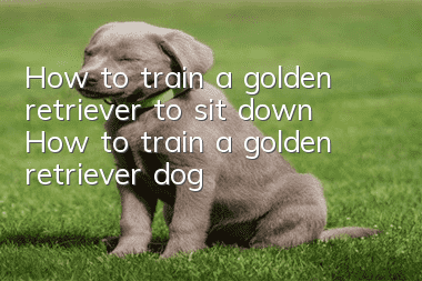 How to train a golden retriever to sit down? How to train a golden retriever dog!