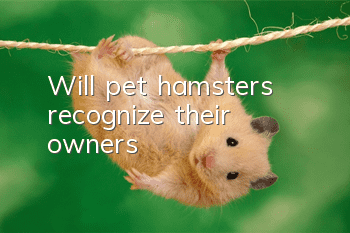 Will pet hamsters recognize their owners?