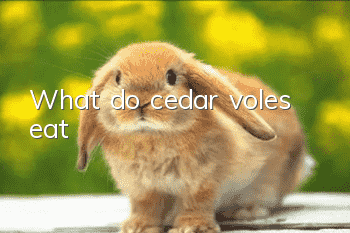 What do cedar voles eat?