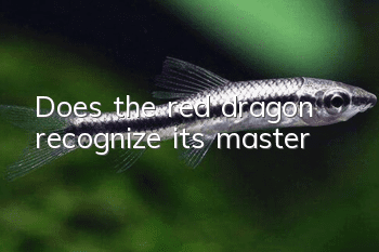 Does the red dragon recognize its master?