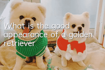 What is the good appearance of a golden retriever?