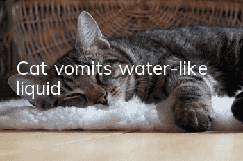 Cat vomits water-like liquid