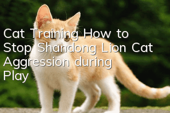 Cat Training: How to Stop Shandong Lion Cat Aggression during Play?