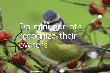 Do mini parrots recognize their owners?